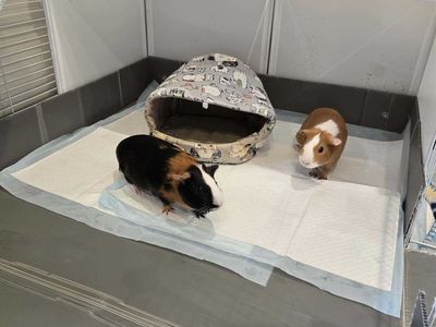 2 Female Guinea Pigs with 2 big cages, (5 Months Old)