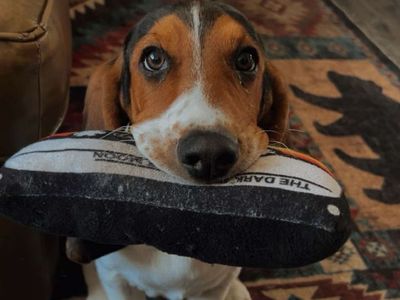 Basset Hound Puppy