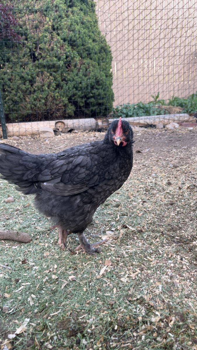 Handsome Black Copper Marans Rooster