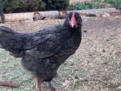 Handsome Black Copper Marans Rooster