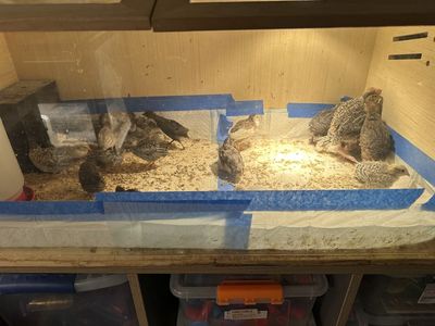 Button Quail (Teenagers)