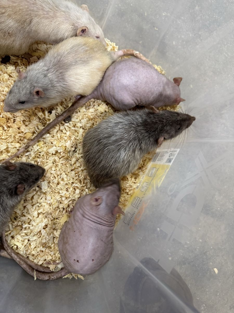 Feeder Rats