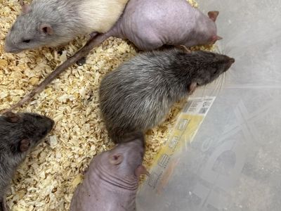 Feeder Rats