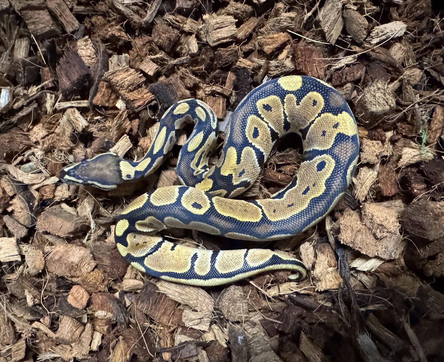 Ball Python Normal Female