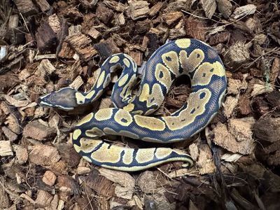 Ball Python Normal Female