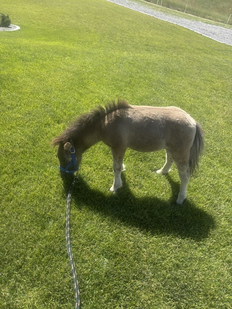 Super Cute Mini Stud Colt