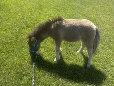 Super Cute Mini Stud Colt