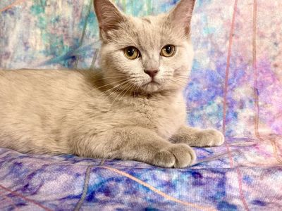 4 teen kittens!! Ragdoll x British Shorthair x Bengal • Fixed, Shots, Vet checked, Ready now!