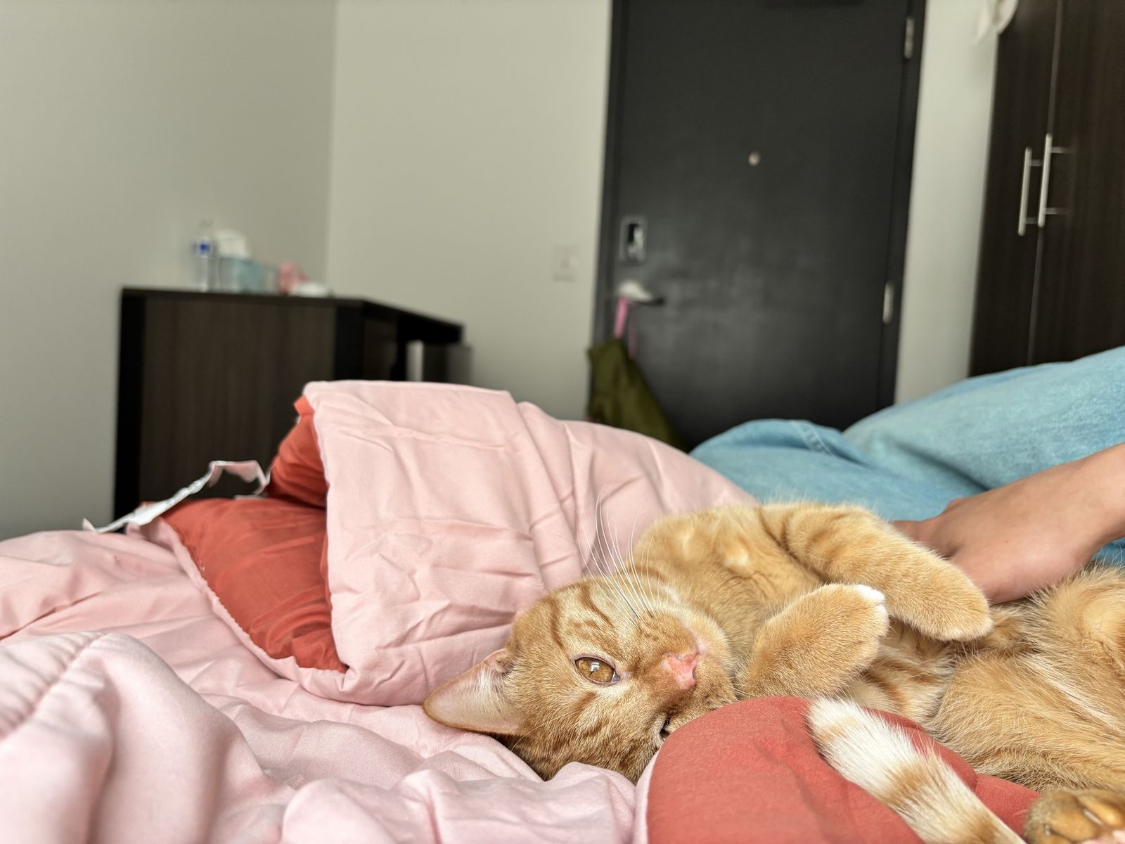 Free orange tabby cat