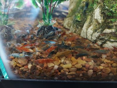 Multi-Colors Neocaridina Freshwater Aquarium Shrim