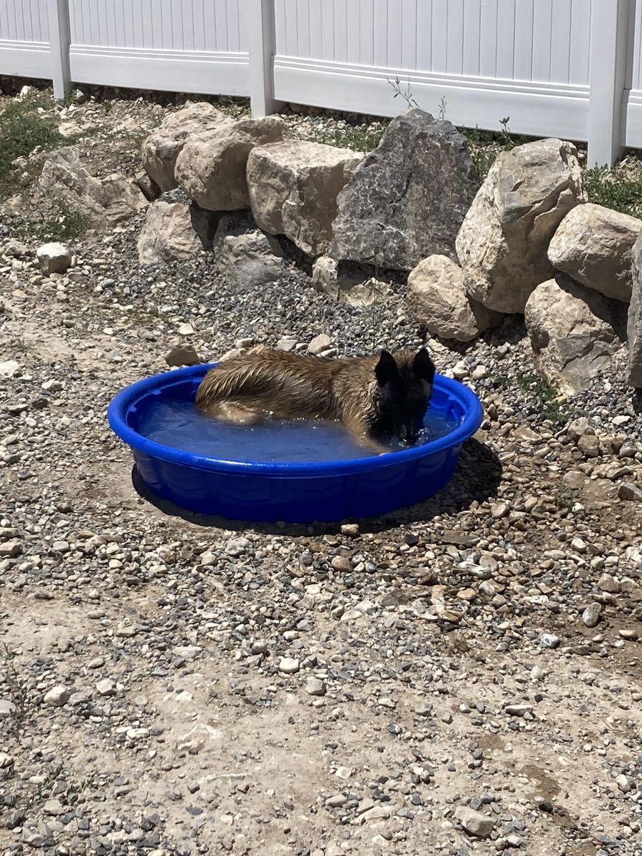 Belgian Malinois 