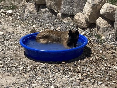 Belgian Malinois