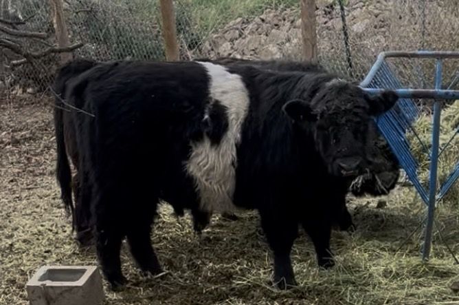 Belted Galloway Steer
