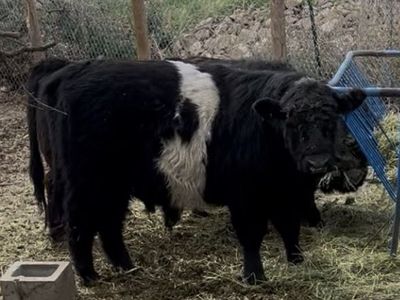 Belted Galloway Steer
