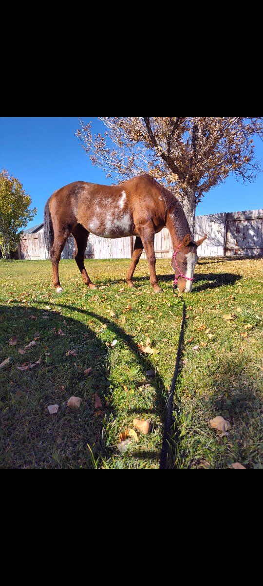 17/yo grade paint mare