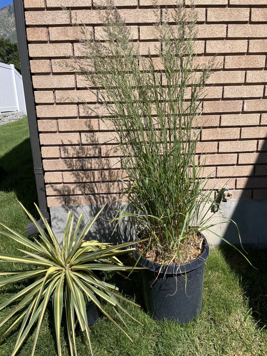 Mature Karl Foerster Feather Reed Grass and Yucca Colorgaurd