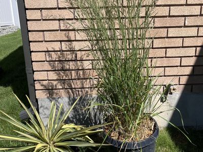 Mature Karl Foerster Feather Reed Grass and Yucca Colorgaurd