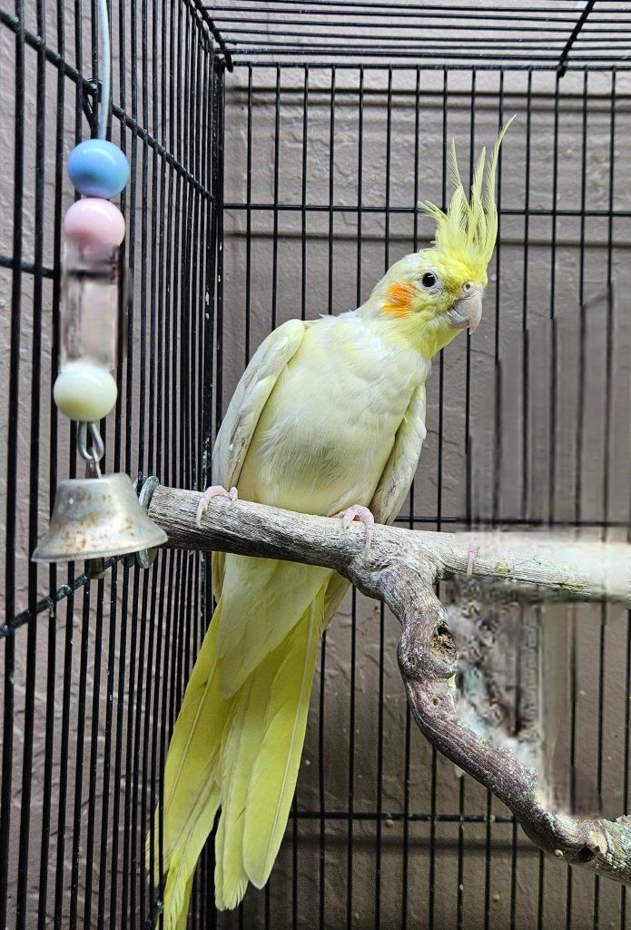 Female Lutino Cockatiel