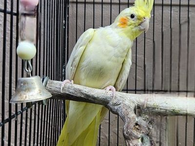 Female Lutino Cockatiel
