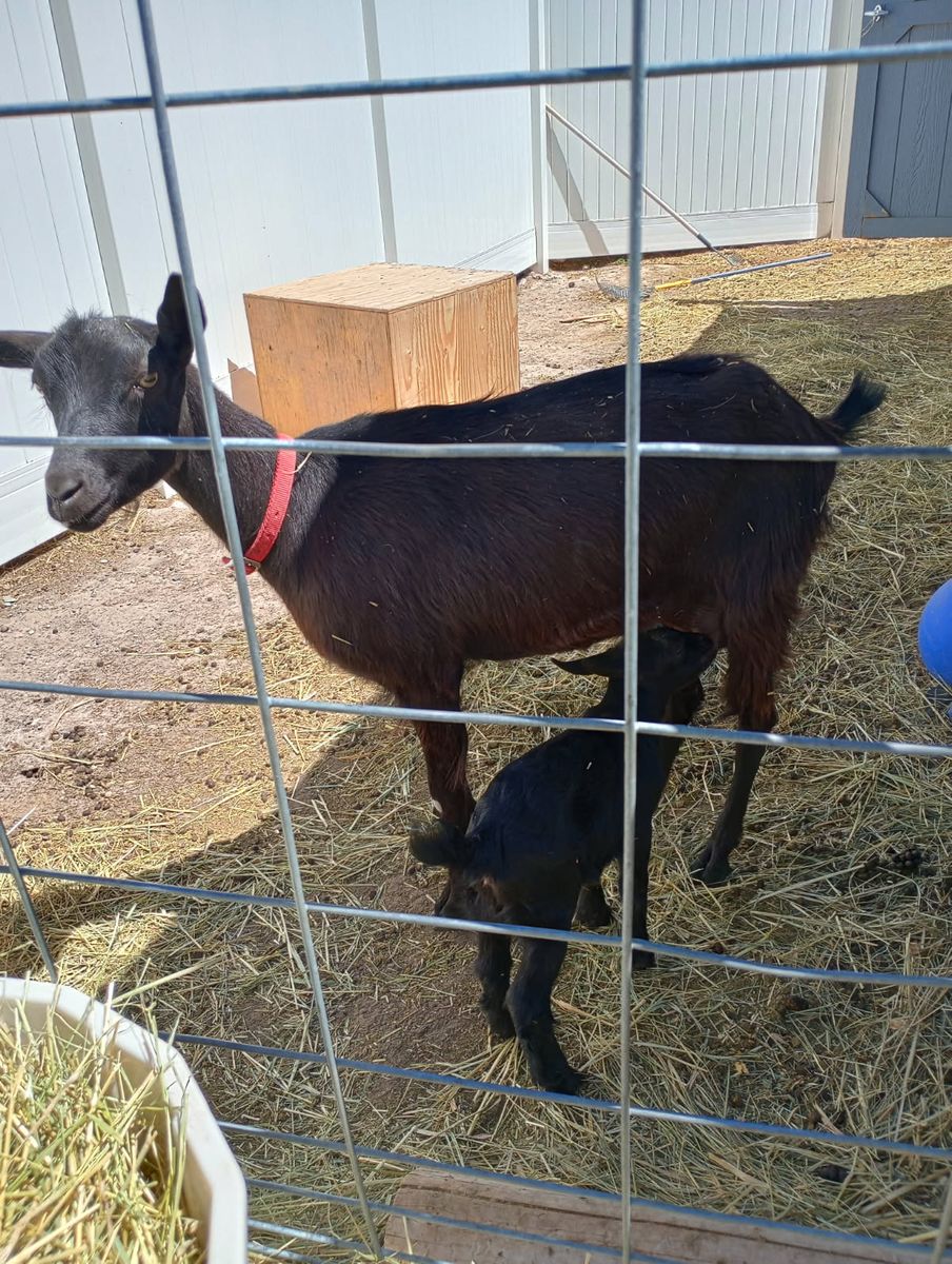 milking doe and kid