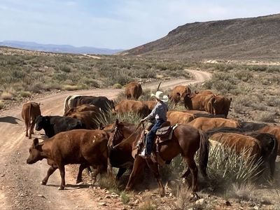 6 Year Old Sorrel Gelding