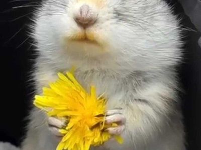 hamster
