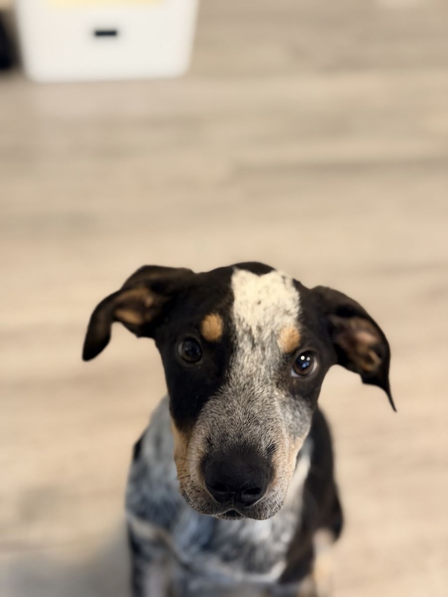 Almost 14 week old blue Heeler puppy for sale
