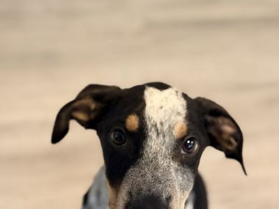 Almost 14 week old blue Heeler puppy for sale