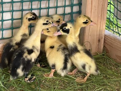 Ancona ducklings for sale