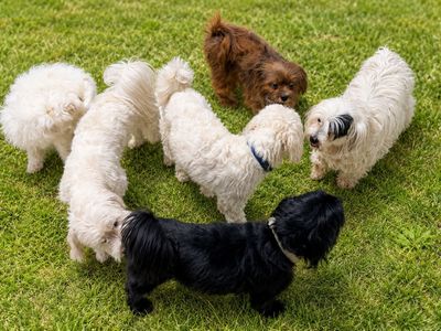 Free Adopt- Dog Looking new home- moving