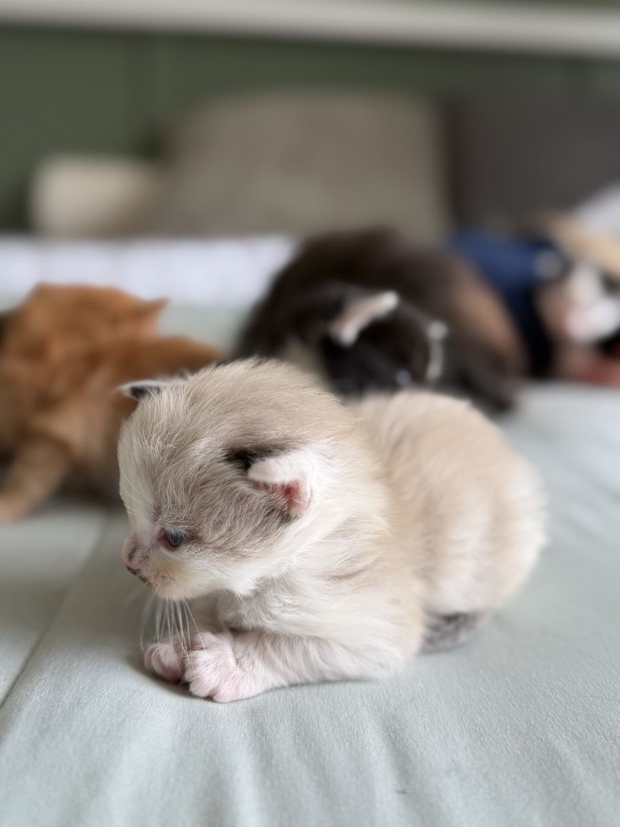 Long-Haired Kittens – Ready for Their Forever Homes Soon!