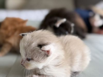 Long-Haired Kittens – Ready for Their Forever Homes Soon!