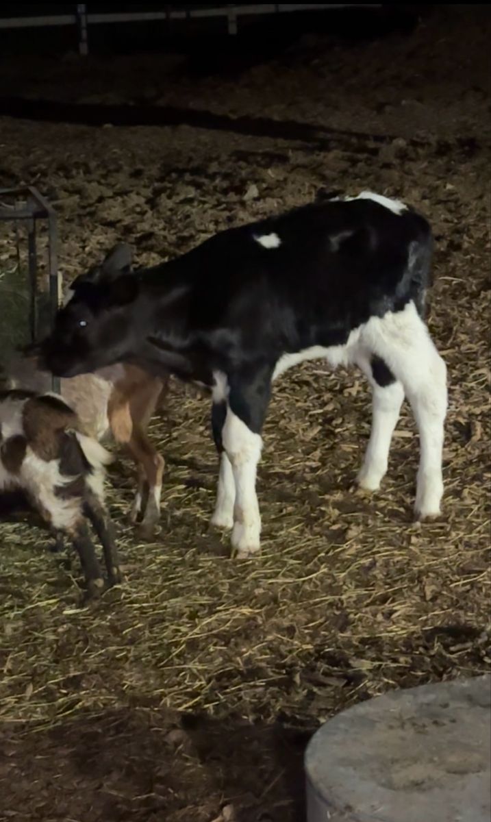 Holstein bull calf