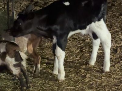 Holstein bull calf