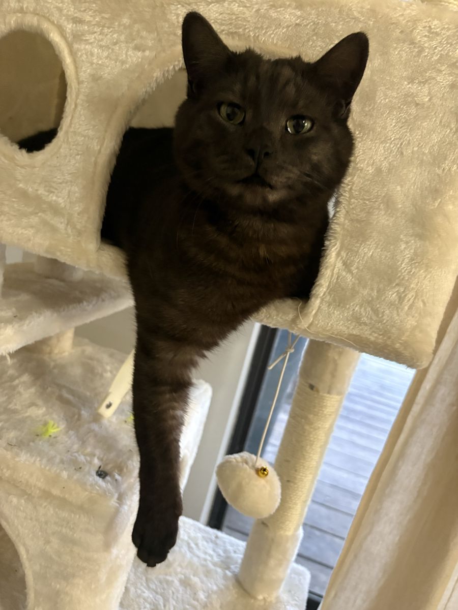 Sweet cat for sale