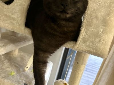 Sweet cat for sale