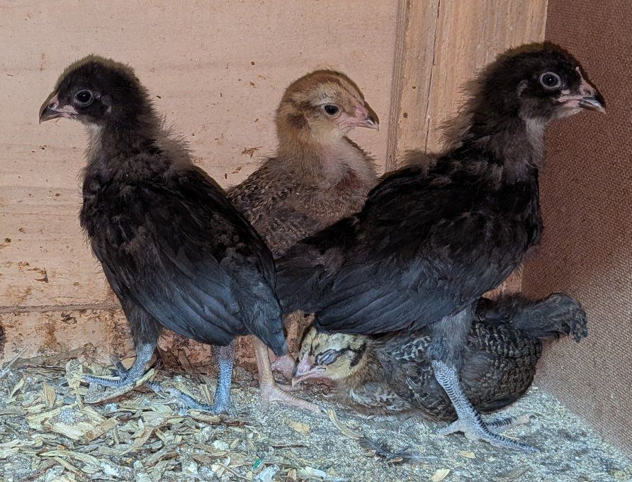 Whiting True Blue chicks