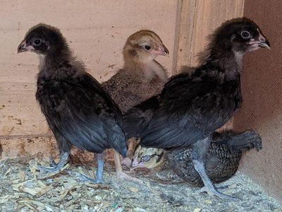 Whiting True Blue chicks