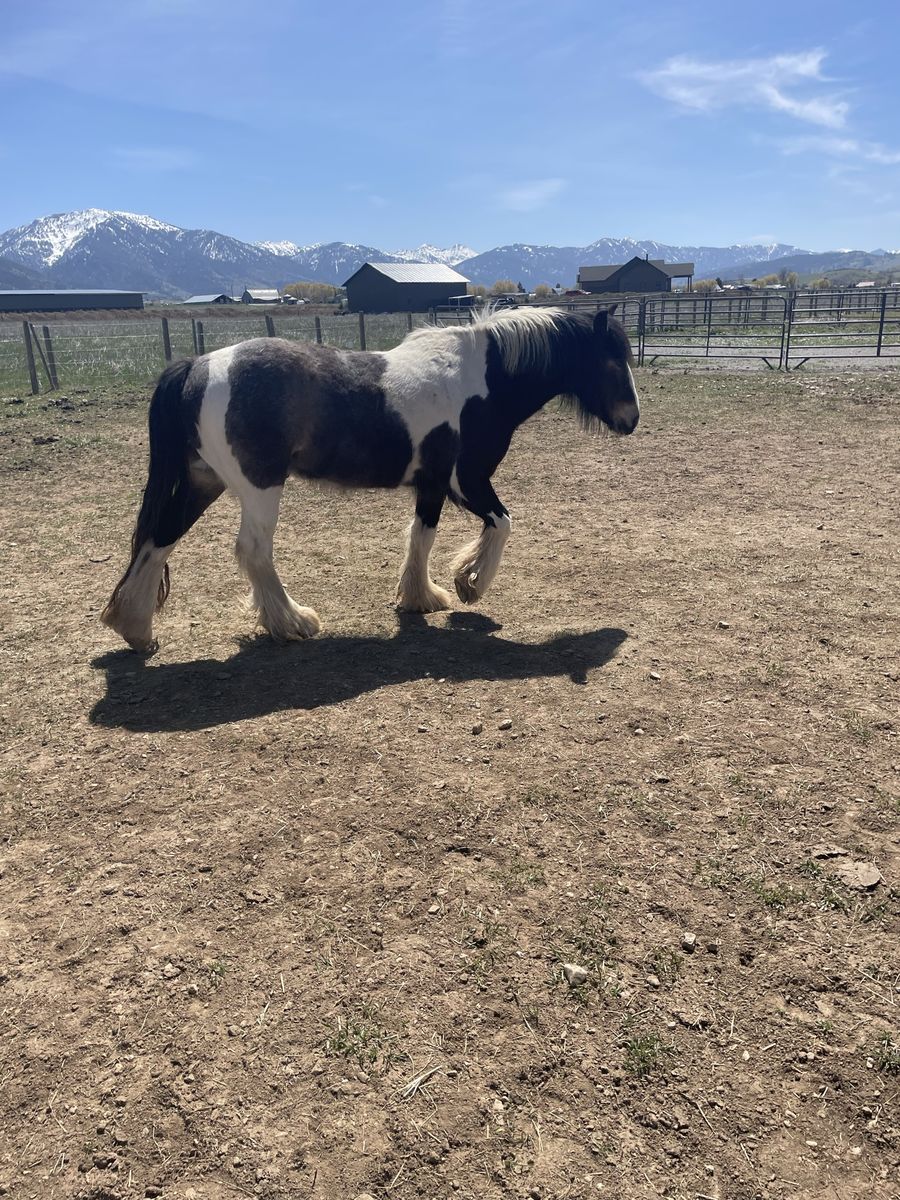 2022 Gypsy Vanner