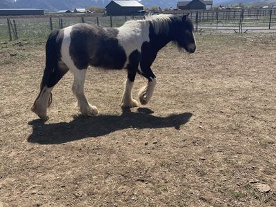 2022 Gypsy Vanner