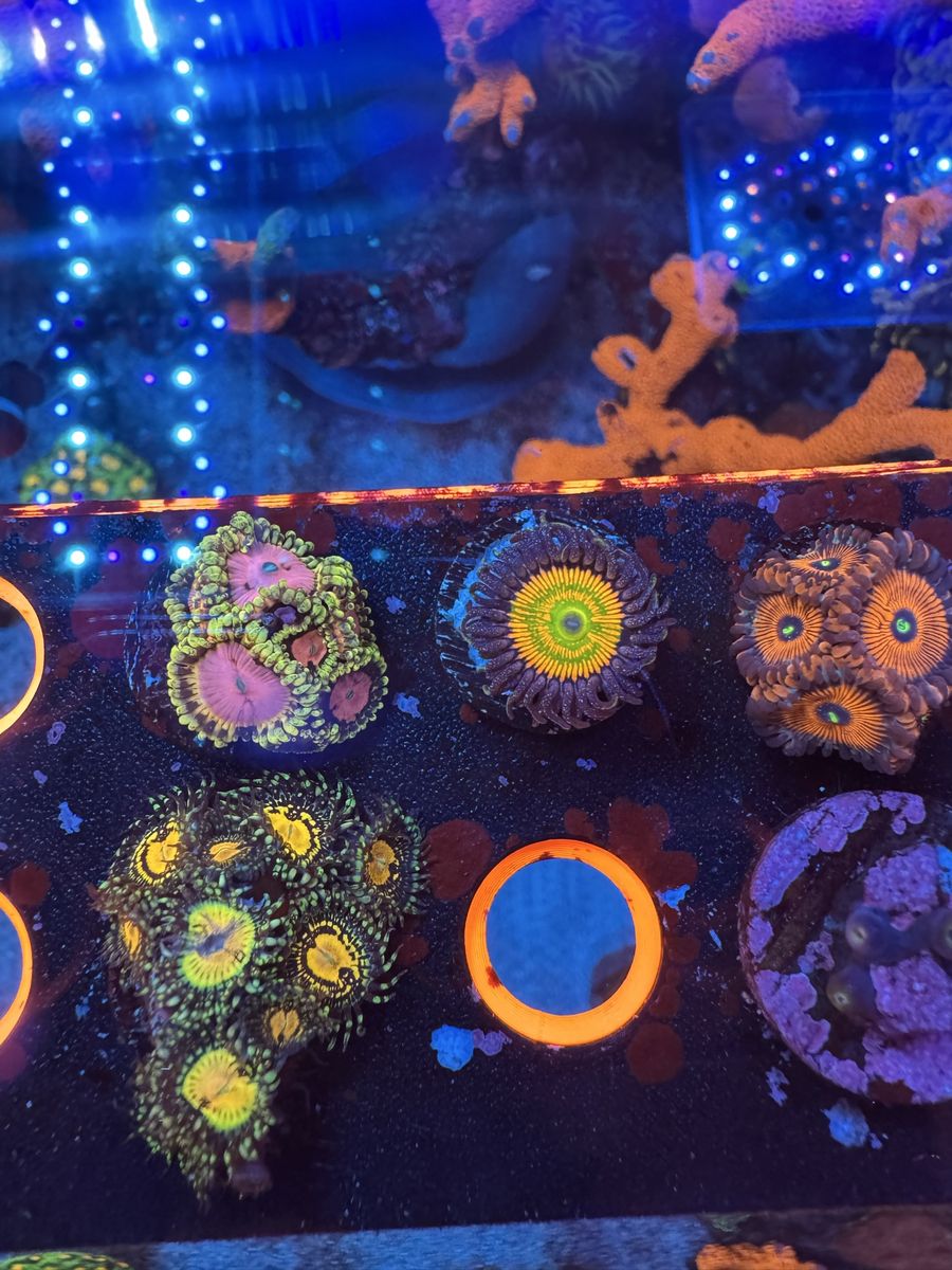 Zoas