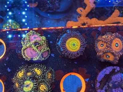 Zoas