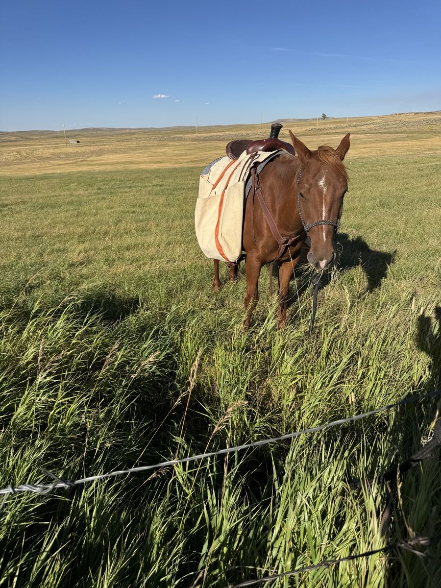 4 yr old Mustang Mare