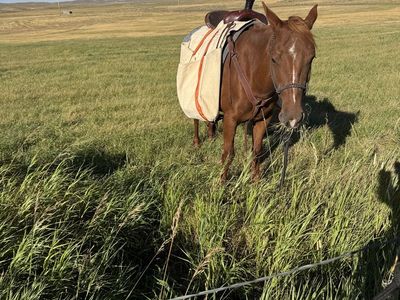 4 yr old Mustang Mare