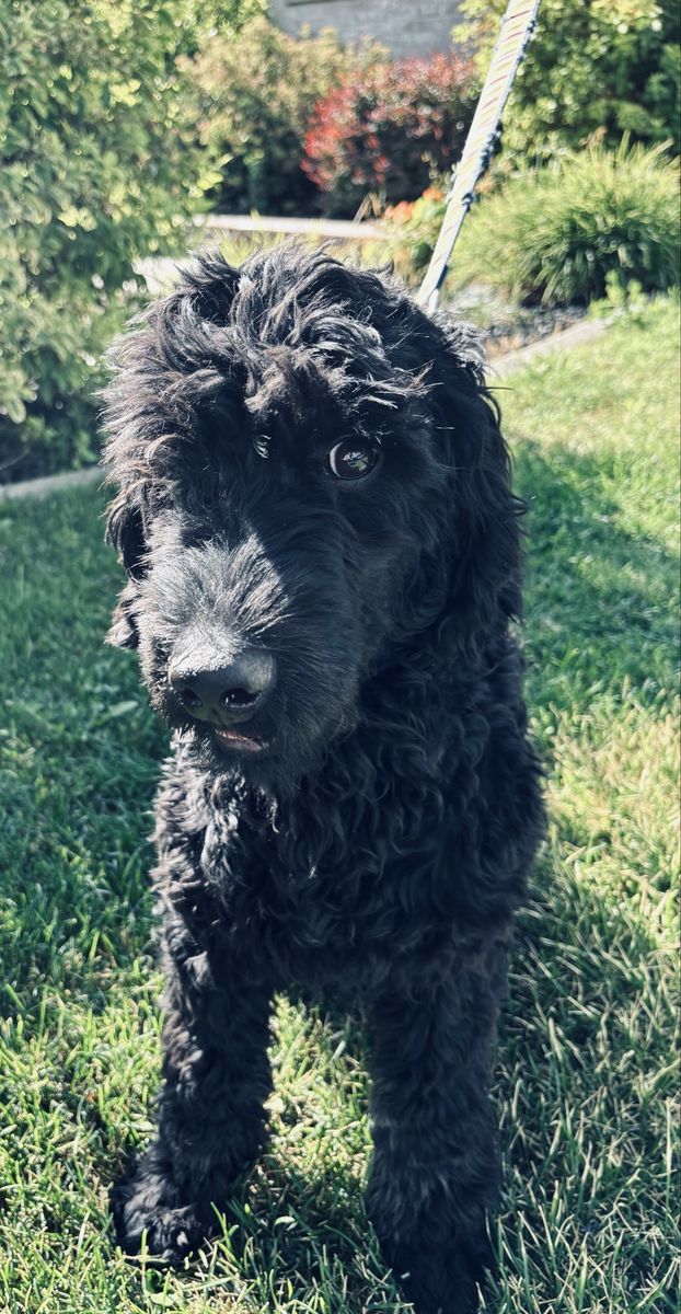 F1b goldendoodle hypoallergenic medium