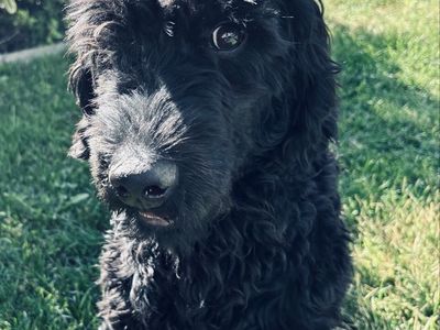 F1b goldendoodle hypoallergenic medium