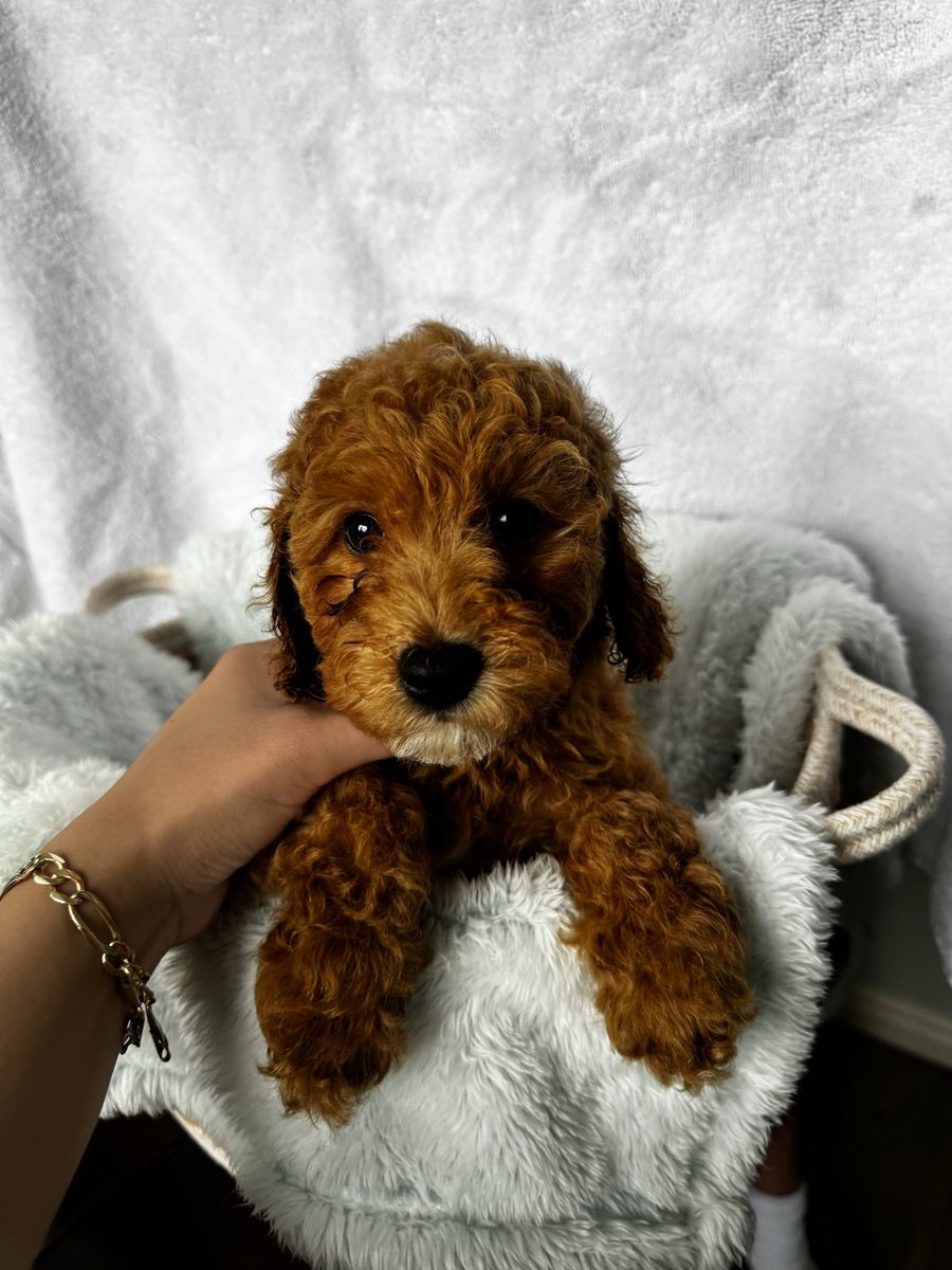 Mini Goldendoodles