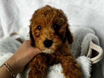 Mini Goldendoodles