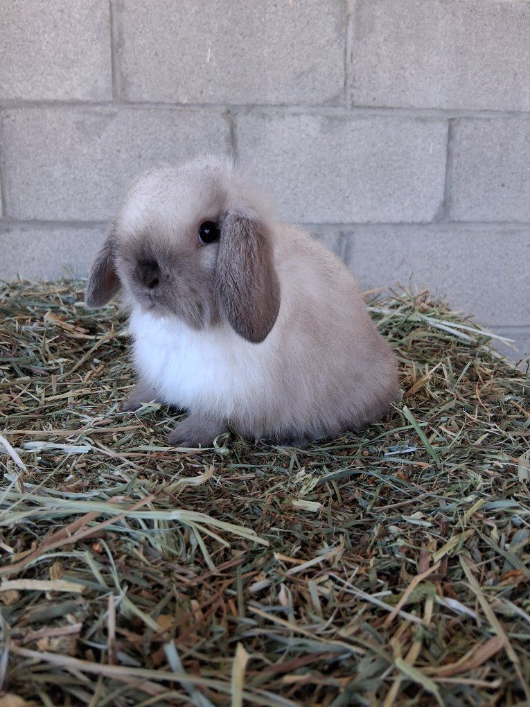 sable point VM Holland lop girl