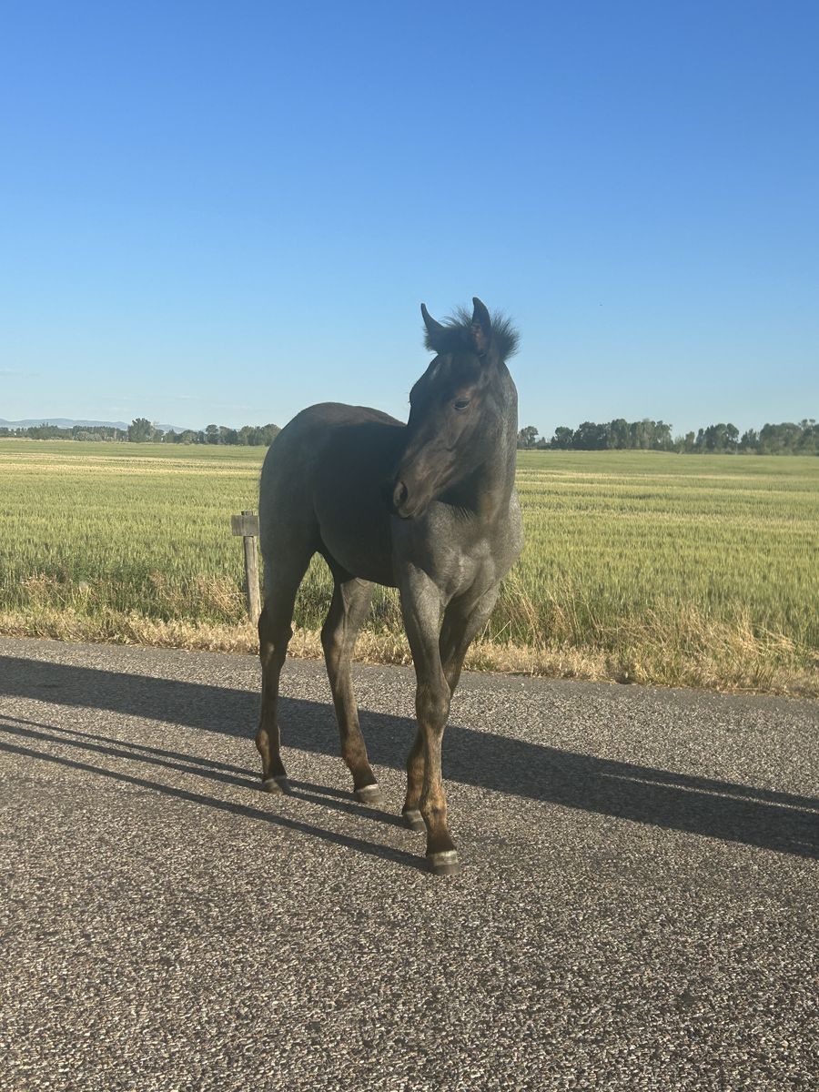 Draft cross filly